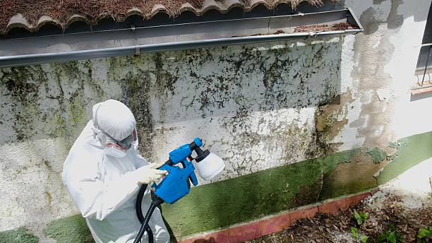 Trusted Bathroom Mold Removal service in New Braunfels, TX - Cheap Mold Removal